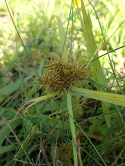 Cyperus engelmannii
