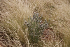 Aspalathus barbigera