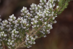 Aspalathus barbigera