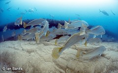 Argyrosomus japonicus