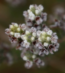 Aspalathus barbigera