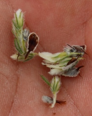 Aspalathus barbigera