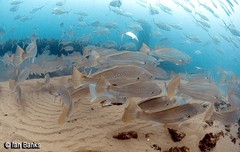 Argyrosomus japonicus