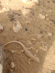 Mesalina rubropunctata