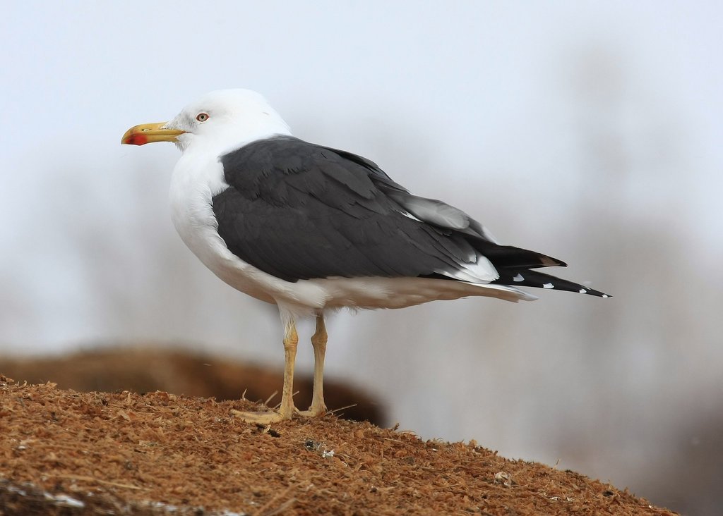 Continental Lesser Black-backed Gull
