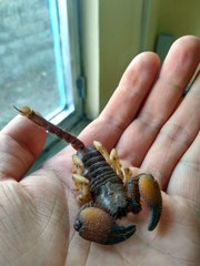 Scorpionidae