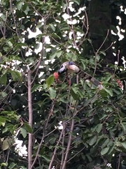 Urocissa erythroryncha