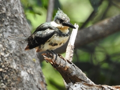 Chloroceryle americana