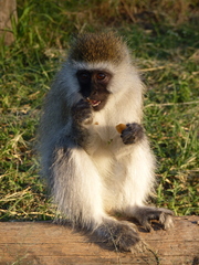 Chlorocebus pygerythrus hilgerti