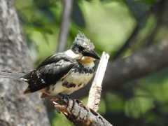Chloroceryle americana