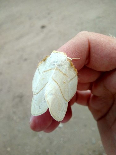 Lemon Lappet