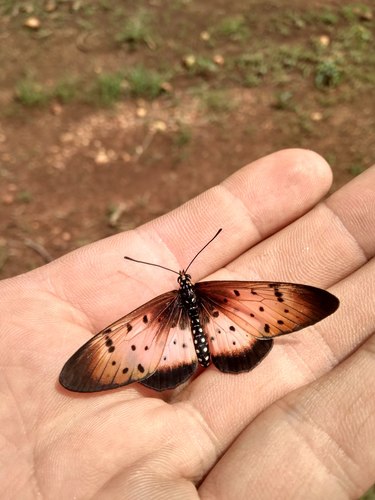 pink acraea