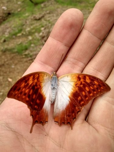 White Pearl Emperor