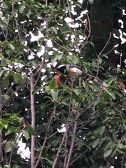 Urocissa erythroryncha