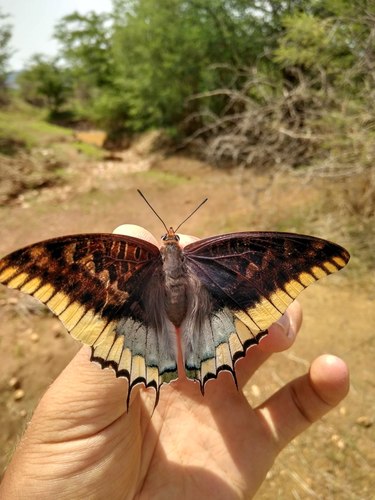 Cream-bordered Charaxes