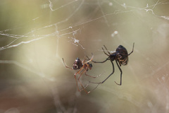 Argyrodes argyrodes