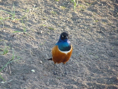 Lamprotornis superbus