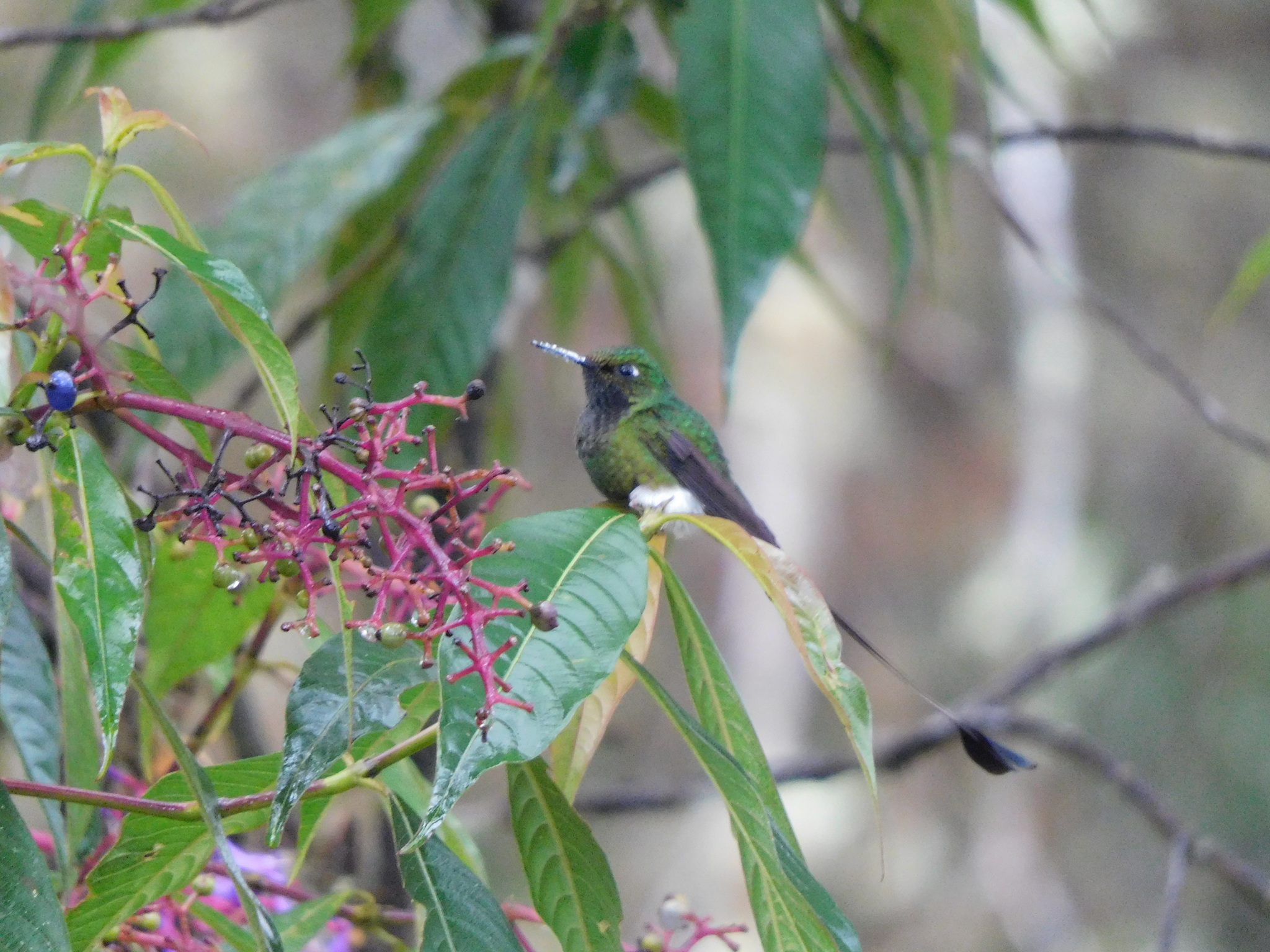 Ocreatus underwoodii incommodus