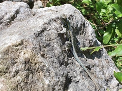 Sceloporus parvus