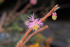 Dichrostachys scottiana
