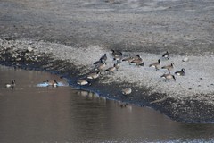 Branta canadensis moffitti