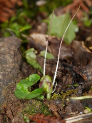 Corybas walliae