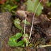 Corybas walliae - Photo (c) mattward, μερικά δικαιώματα διατηρούνται (CC BY-NC), uploaded by mattward