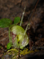 Corybas walliae