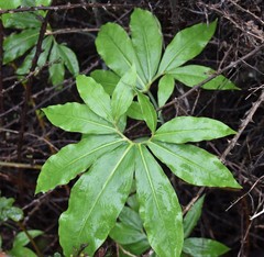 Dracunculus canariensis
