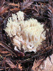 Ramaria rubiginosa