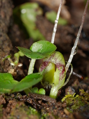 Corybas walliae