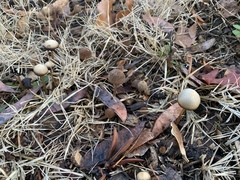 Psathyrella longicauda