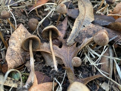 Psathyrella longicauda