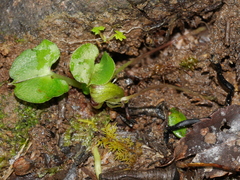Corybas walliae