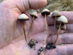 Psathyrella longicauda