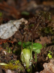 Corybas walliae