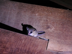 Marmosa murina