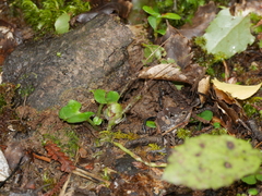 Corybas walliae