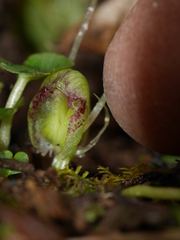 Corybas walliae