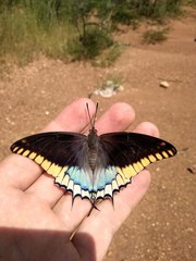 Charaxes epijasius
