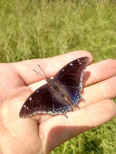 Savanna Demon Charaxes
