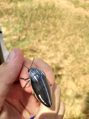 Sternocera interrupta interrupta