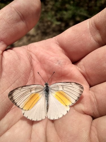 Orange Patch White