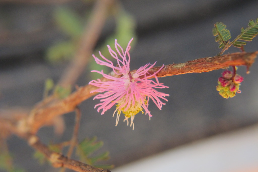Dichrostachys scottiana