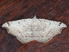 Dissomorphia australiaria