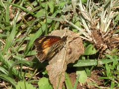 Junonia sophia