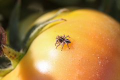 Aelurillus luctuosus