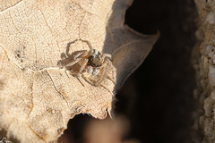 Aelurillus luctuosus