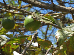 Vangueria
