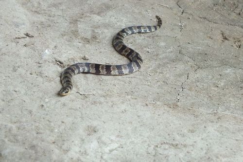Southern Ground Snake